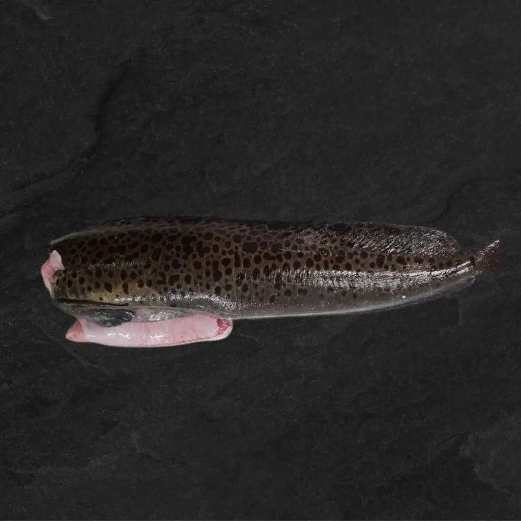 Frossen flekksteinbit - Fishmart